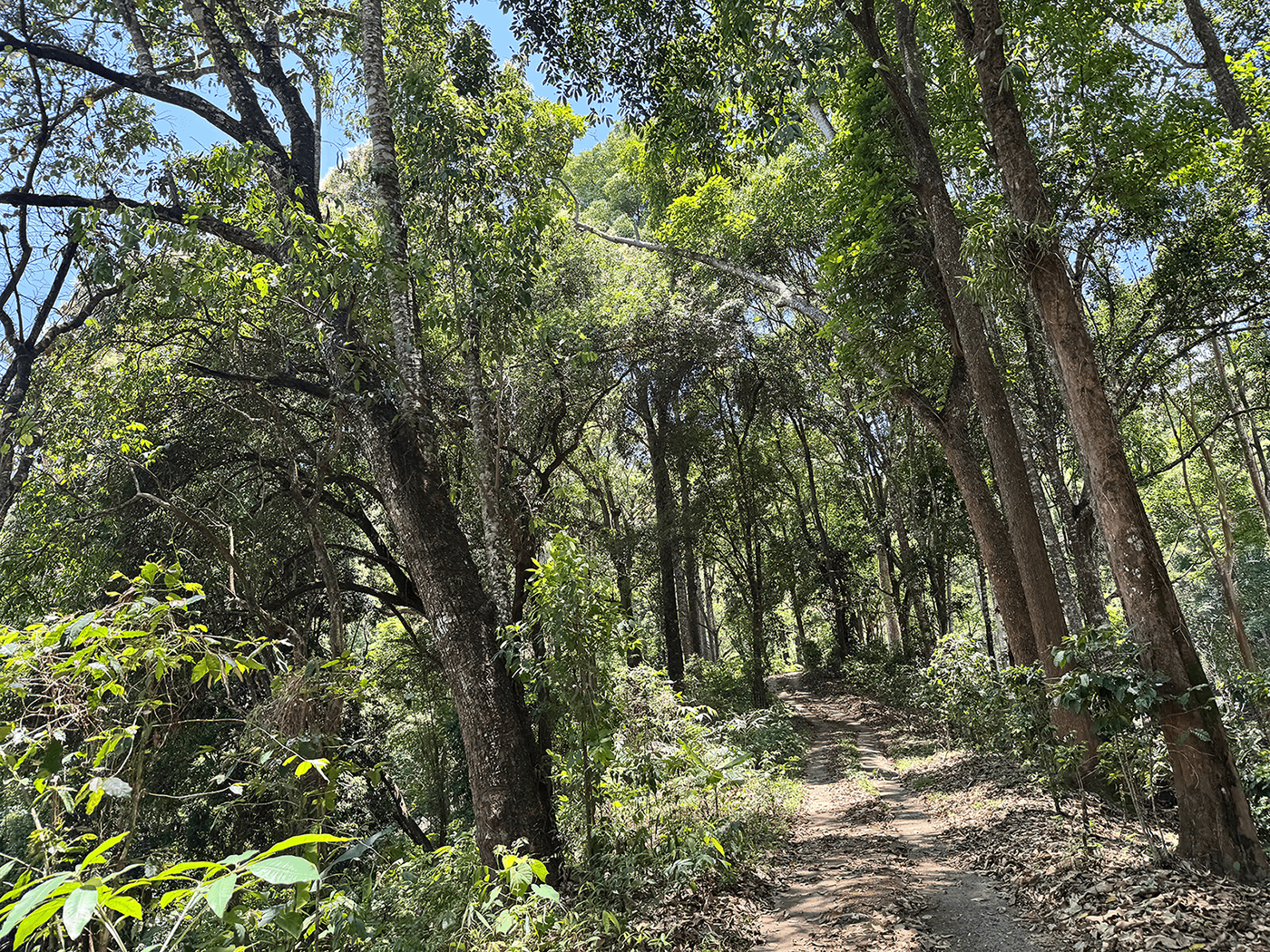 Ancient tea trees growing wild in high-altitude pristine forest