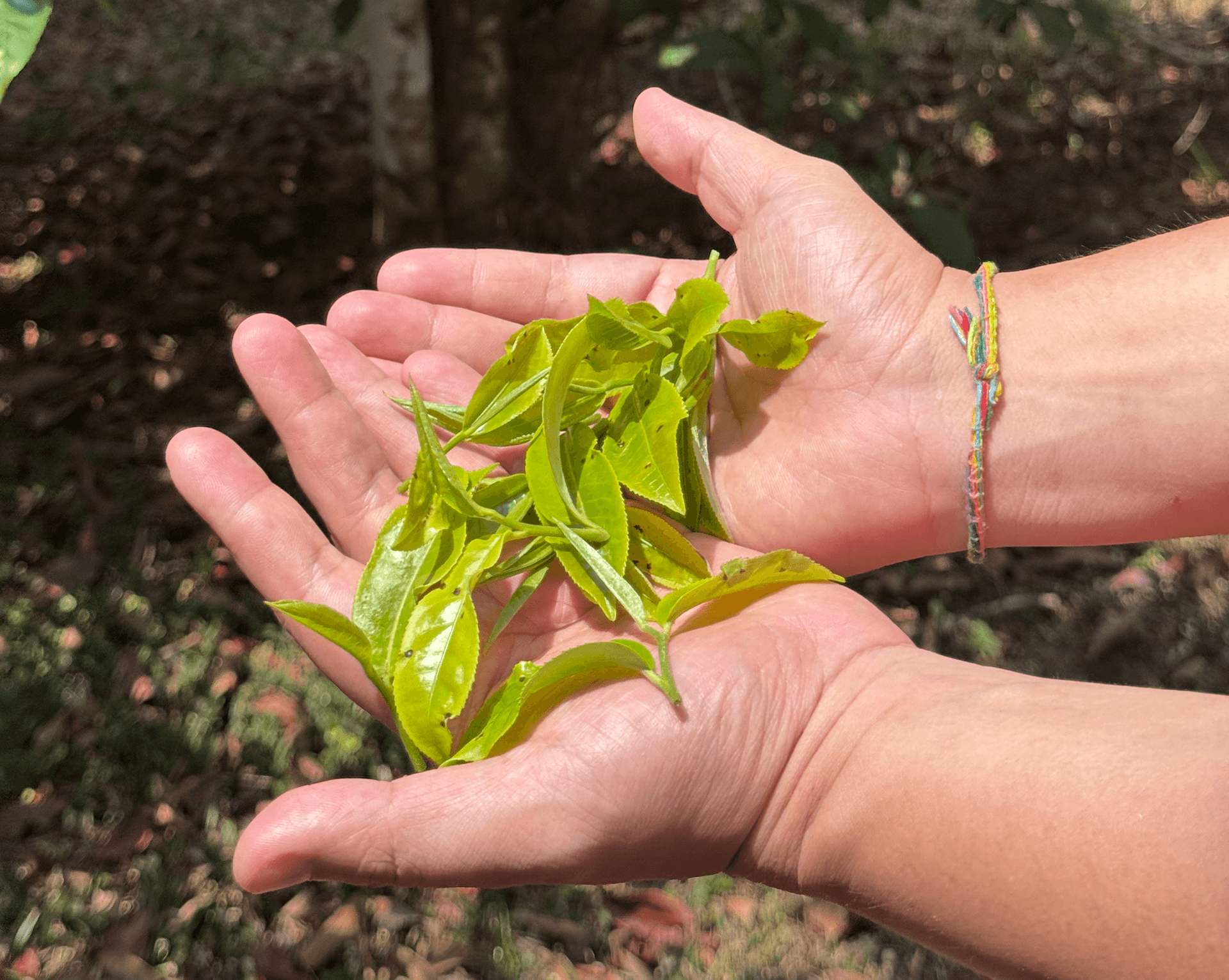 Traditional tea-making craft, handcrafting each batch with care